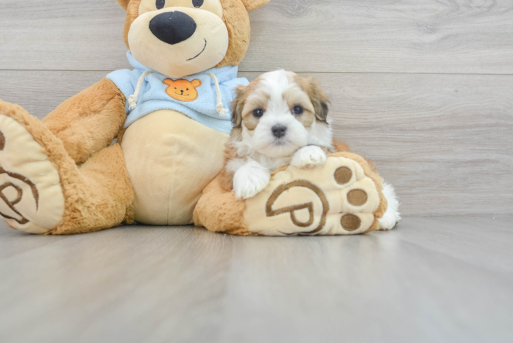 Teddy Bear Pup Being Cute