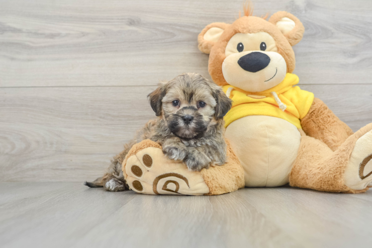 Meet Chadwick - our Teddy Bear Puppy Photo 1/3 - Puppy Love PR Petite Teddy Bear Designer Pup