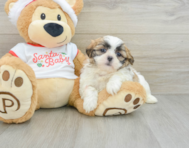 10 week old Teddy Bear Puppy For Sale - Puppy Love PR