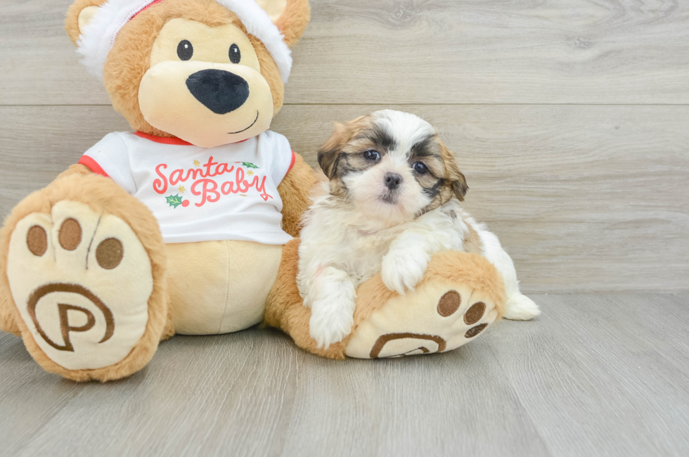 6 week old Teddy Bear Puppy For Sale - Puppy Love PR