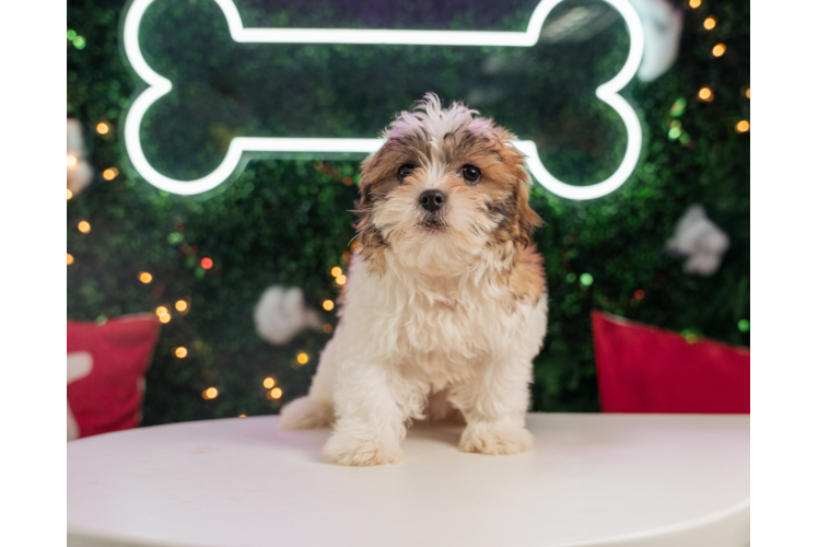 Teddy Bear Pup Being Cute