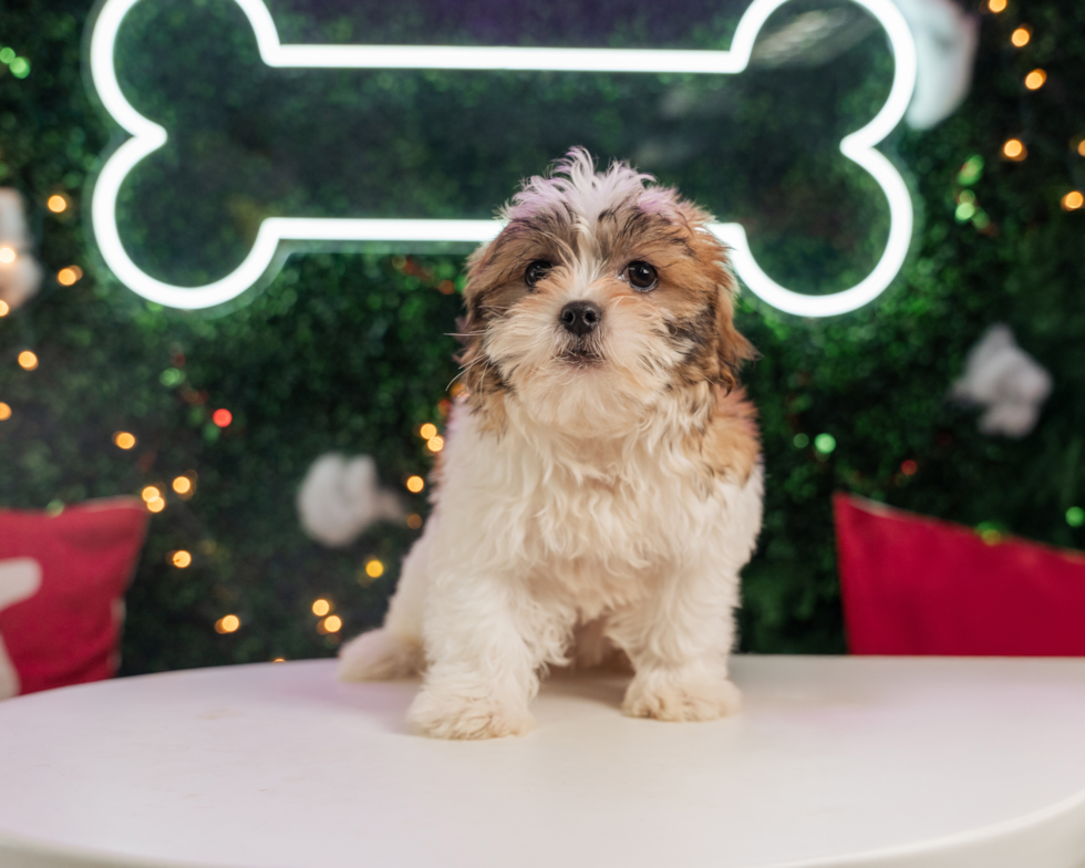 Teddy Bear Pup Being Cute
