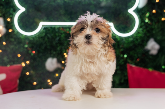 Teddy Bear Pup Being Cute