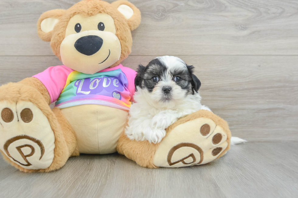 6 week old Teddy Bear Puppy For Sale - Puppy Love PR