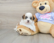 6 week old Teddy Bear Puppy For Sale - Puppy Love PR