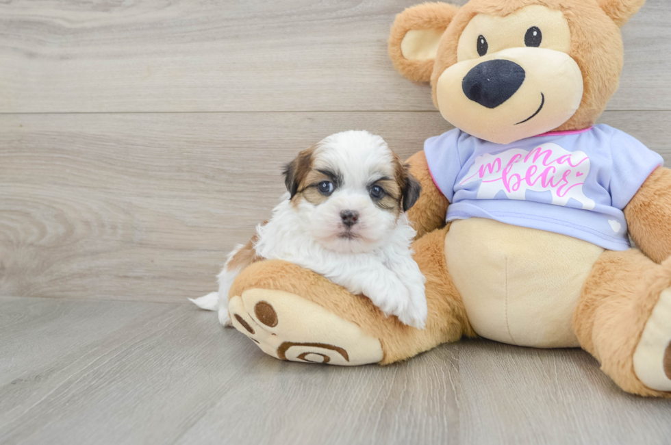 6 week old Teddy Bear Puppy For Sale - Puppy Love PR