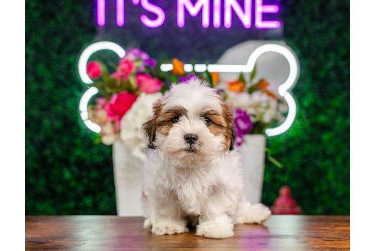 Cute Shit Designer Puppy