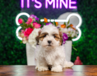 9 week old Teddy Bear Puppy For Sale - Puppy Love PR