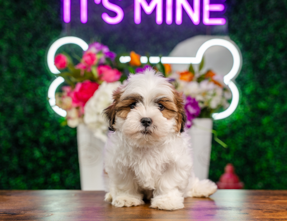 Cute Shit Designer Puppy