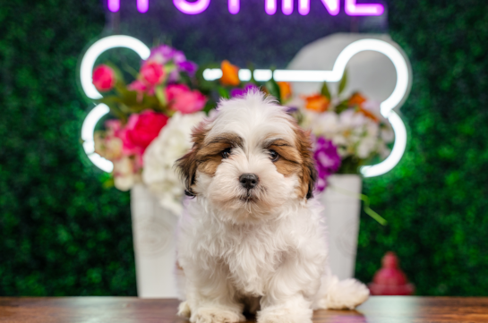 Cute Shit Designer Puppy