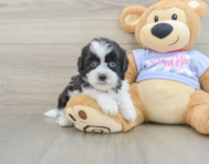 6 week old Teddy Bear Puppy For Sale - Puppy Love PR