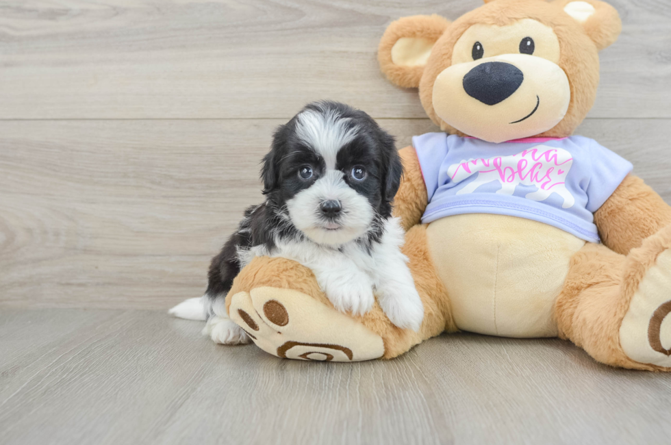 6 week old Teddy Bear Puppy For Sale - Puppy Love PR