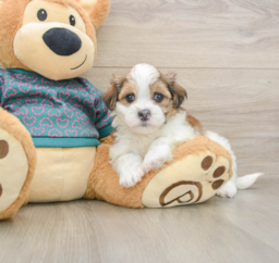 7 week old Teddy Bear Puppy For Sale - Puppy Love PR