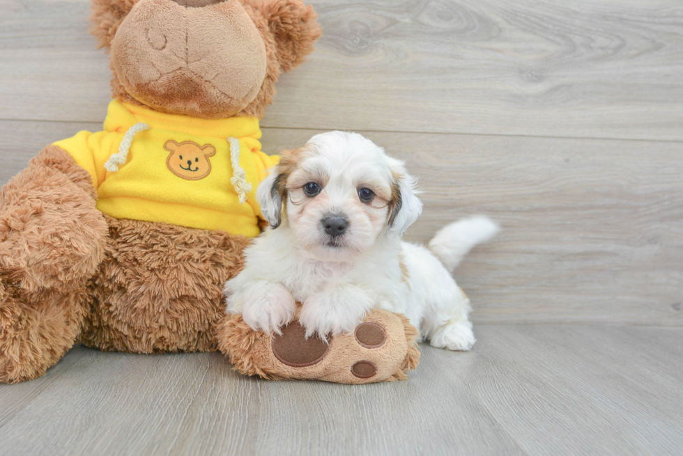 Teddy Bear Puppy for Adoption