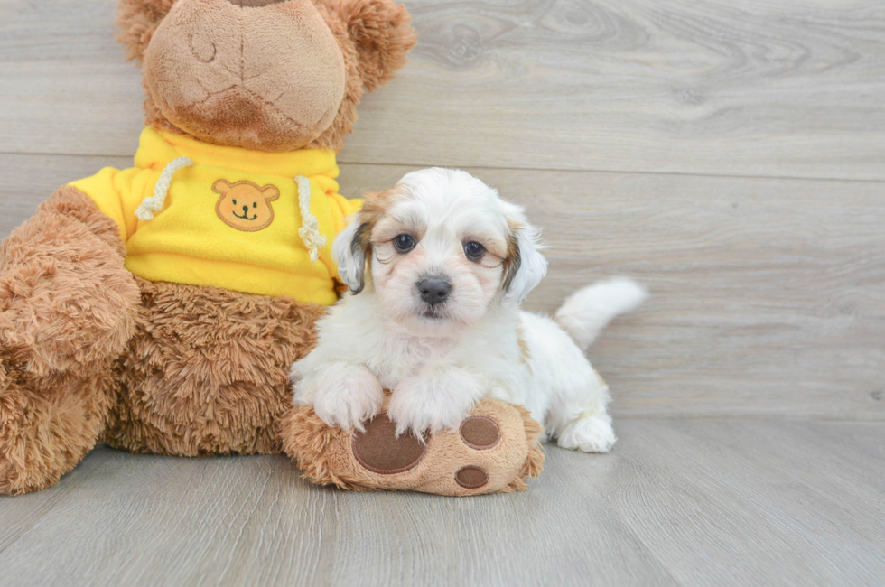 9 week old Teddy Bear Puppy For Sale - Puppy Love PR