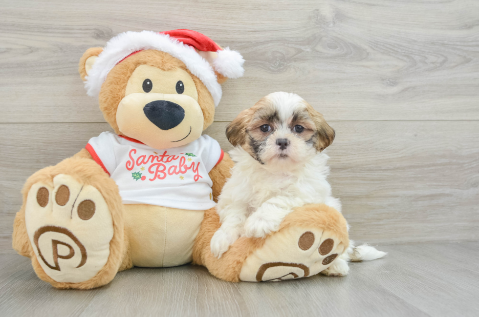 6 week old Teddy Bear Puppy For Sale - Puppy Love PR