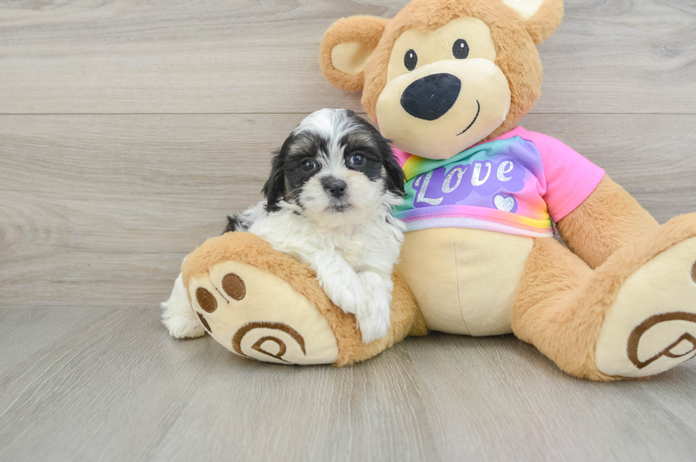 6 week old Teddy Bear Puppy For Sale - Puppy Love PR