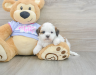 6 week old Teddy Bear Puppy For Sale - Puppy Love PR