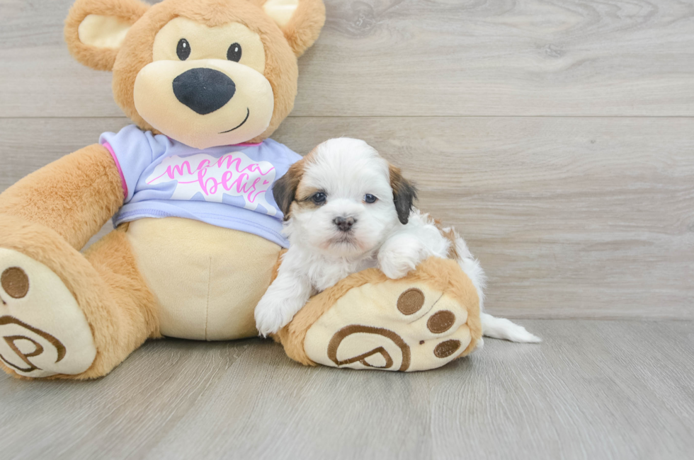 6 week old Teddy Bear Puppy For Sale - Puppy Love PR