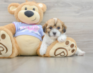 6 week old Teddy Bear Puppy For Sale - Puppy Love PR