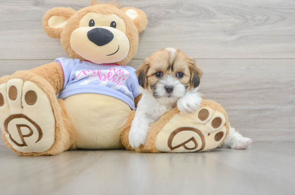 6 week old Teddy Bear Puppy For Sale - Puppy Love PR