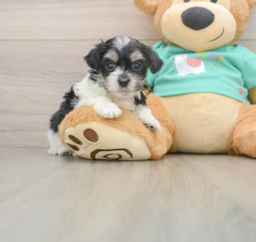 8 week old Teddy Bear Puppy For Sale - Puppy Love PR