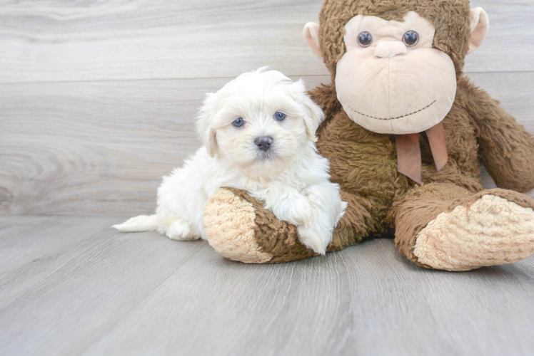 Meet Chandler - our Teddy Bear Puppy Photo 1/3 - Puppy Love PR Best Teddy Bear Baby