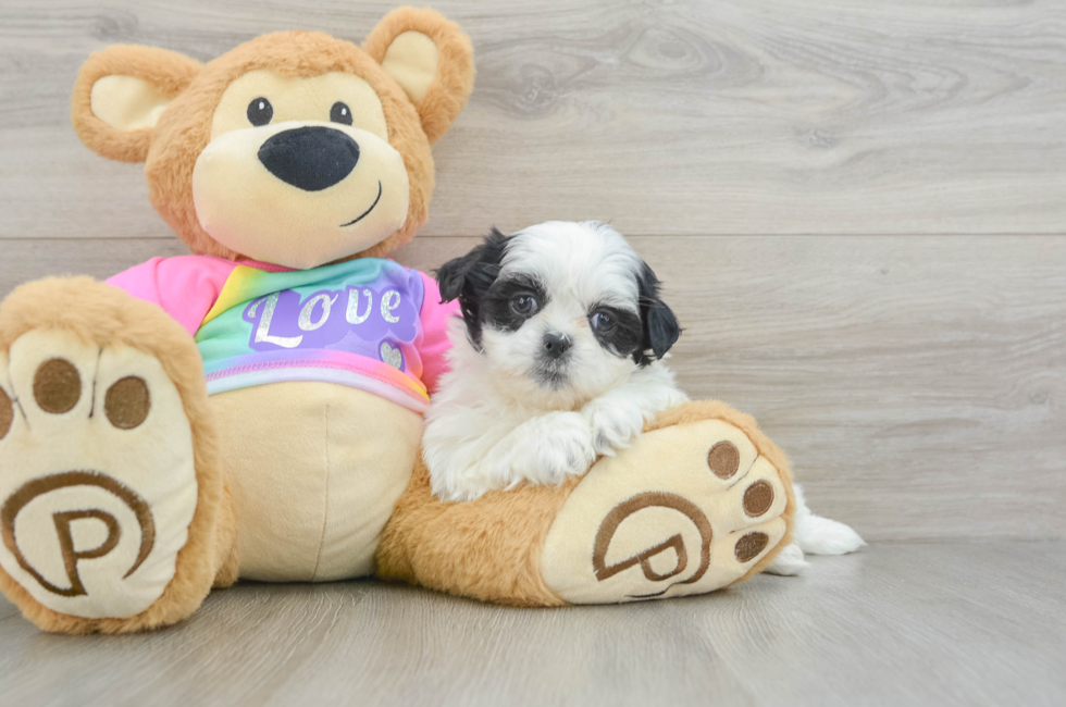 6 week old Teddy Bear Puppy For Sale - Puppy Love PR