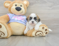 6 week old Teddy Bear Puppy For Sale - Puppy Love PR