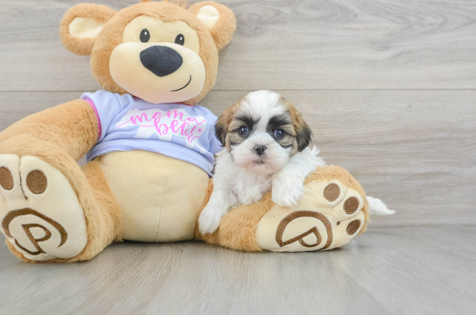 6 week old Teddy Bear Puppy For Sale - Puppy Love PR