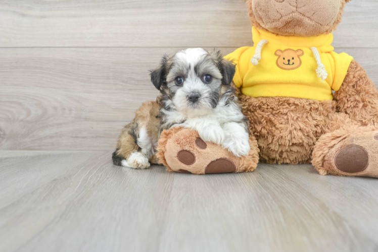 Teddy Bear Pup Being Cute