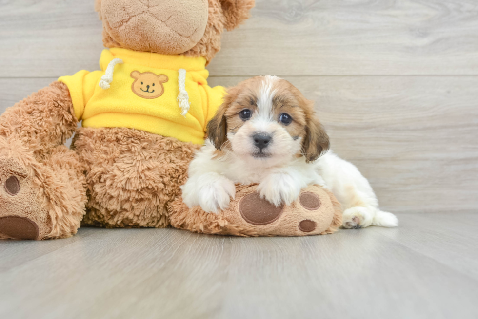Teddy Bear Puppy for Adoption