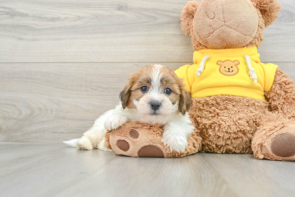 Teddy Bear Pup Being Cute