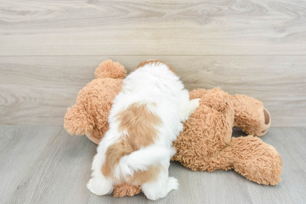 Small Teddy Bear Baby