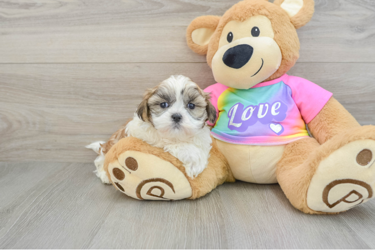 Meet Churchill - our Teddy Bear Puppy Photo 1/3 - Puppy Love PR Friendly Teddy Bear Baby