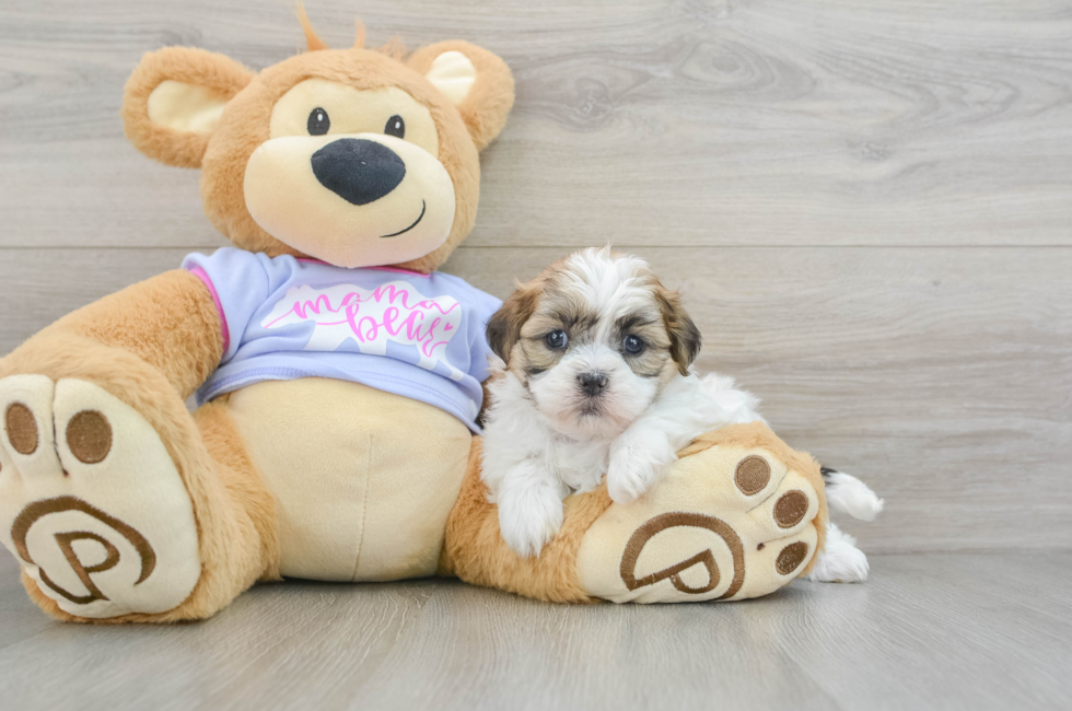 6 week old Teddy Bear Puppy For Sale - Puppy Love PR