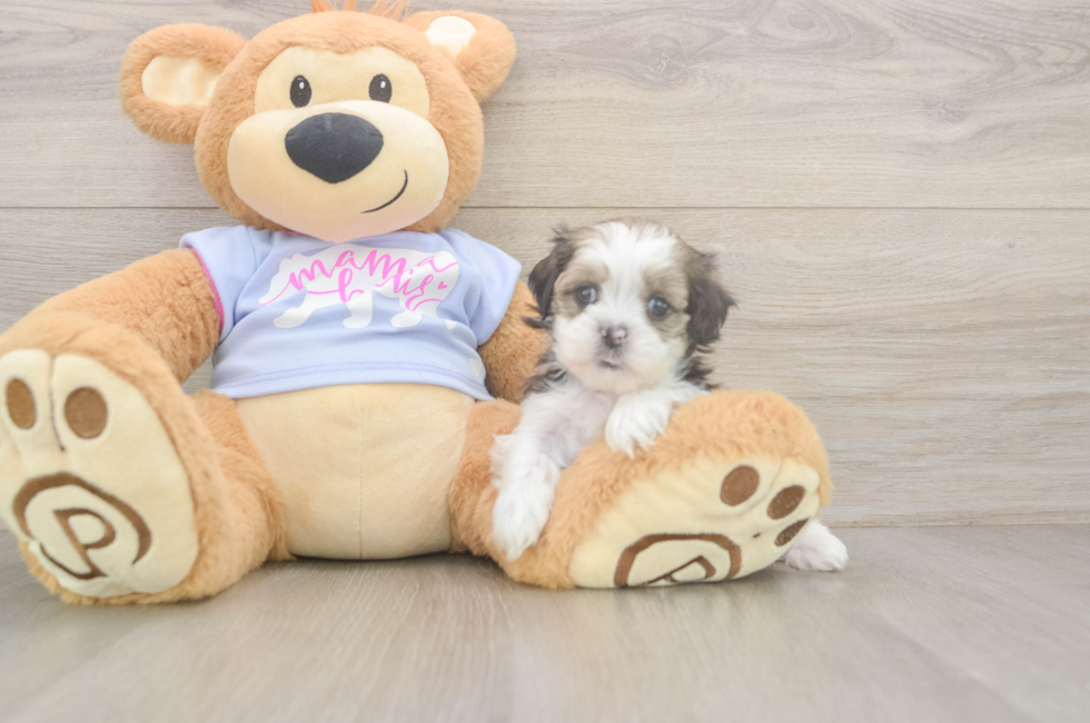 6 week old Teddy Bear Puppy For Sale - Puppy Love PR
