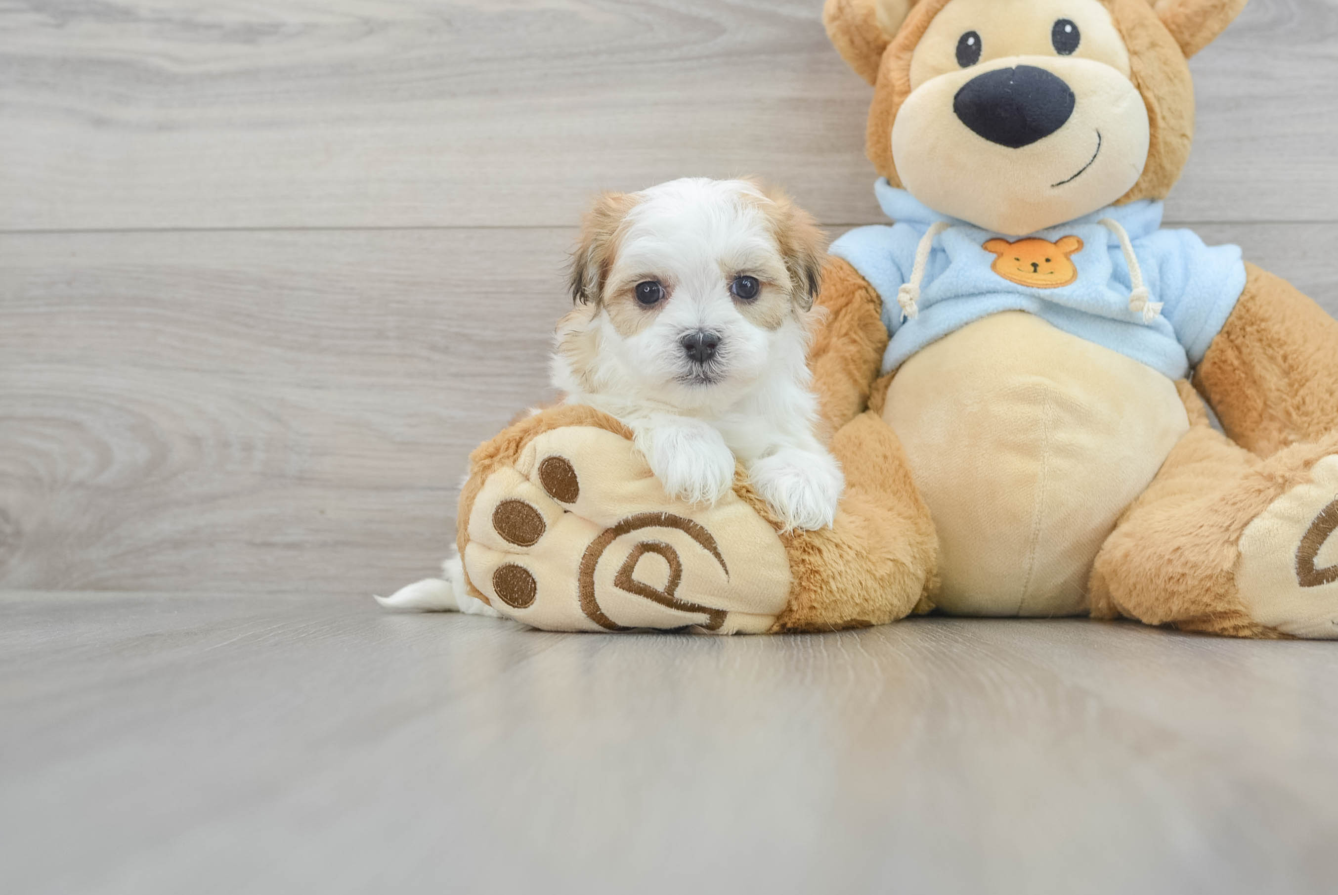 Teddy Bear Pup Being Cute