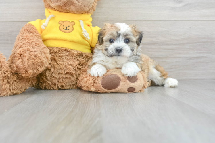 Meet Cole - our Teddy Bear Puppy Photo 1/3 - Puppy Love PR Energetic Shi Chon Designer Puppy