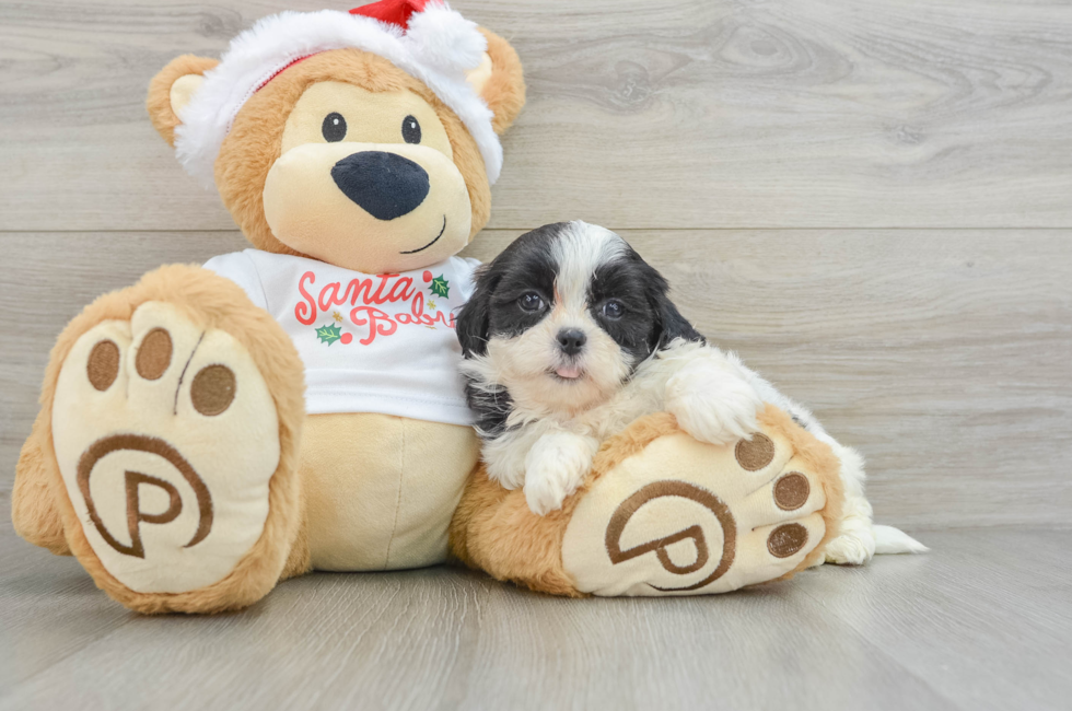 6 week old Teddy Bear Puppy For Sale - Puppy Love PR