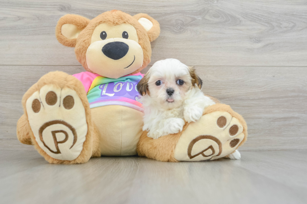 6 week old Teddy Bear Puppy For Sale - Puppy Love PR