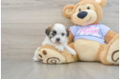 Teddy Bear Puppy for Adoption