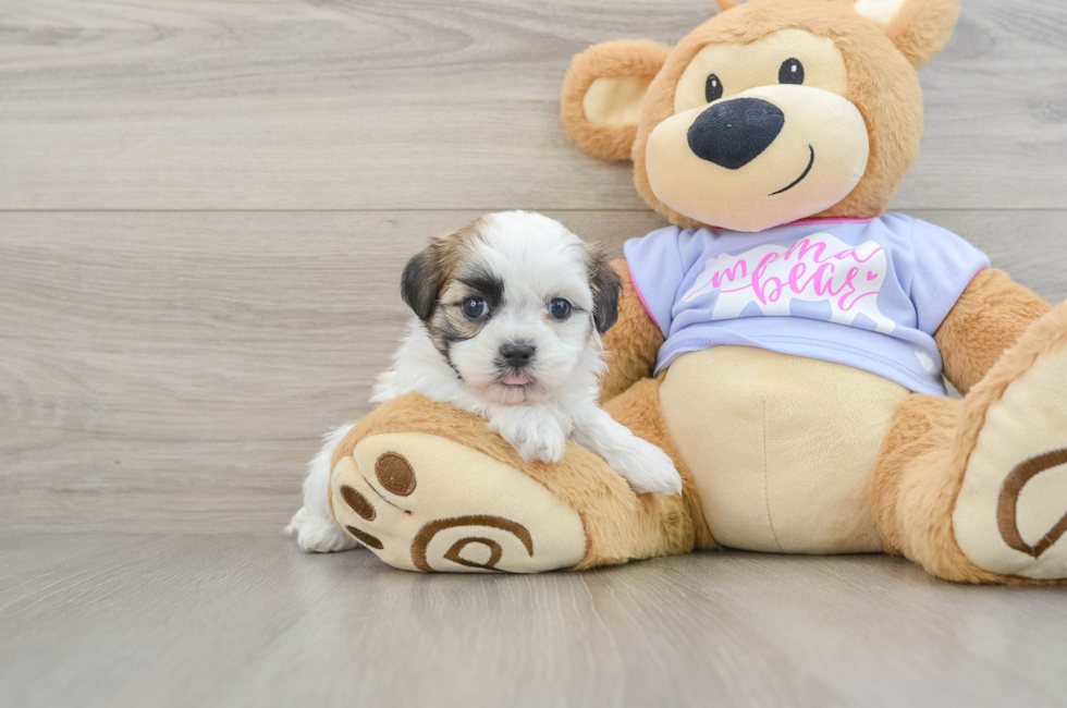 6 week old Teddy Bear Puppy For Sale - Puppy Love PR