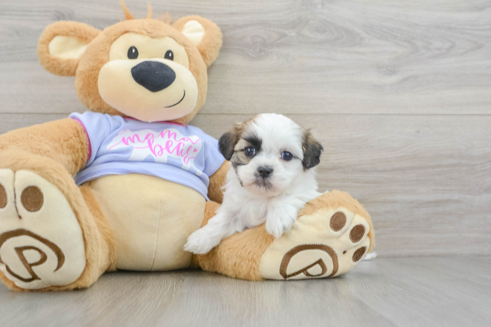 Popular Teddy Bear Designer Pup