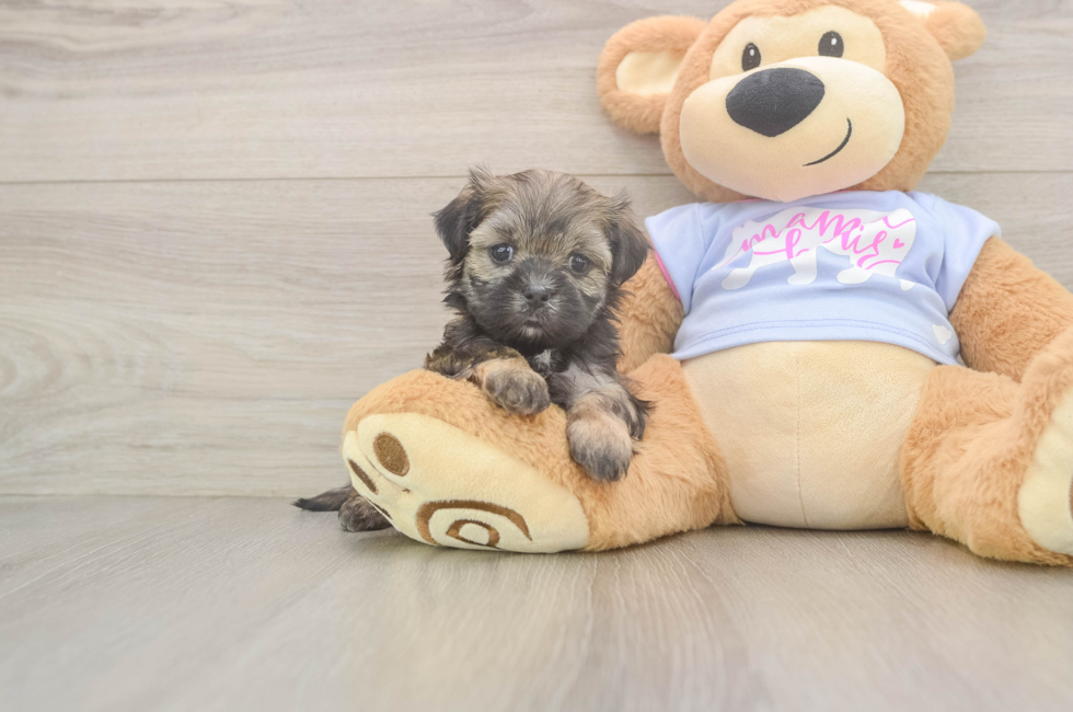 6 week old Teddy Bear Puppy For Sale - Puppy Love PR