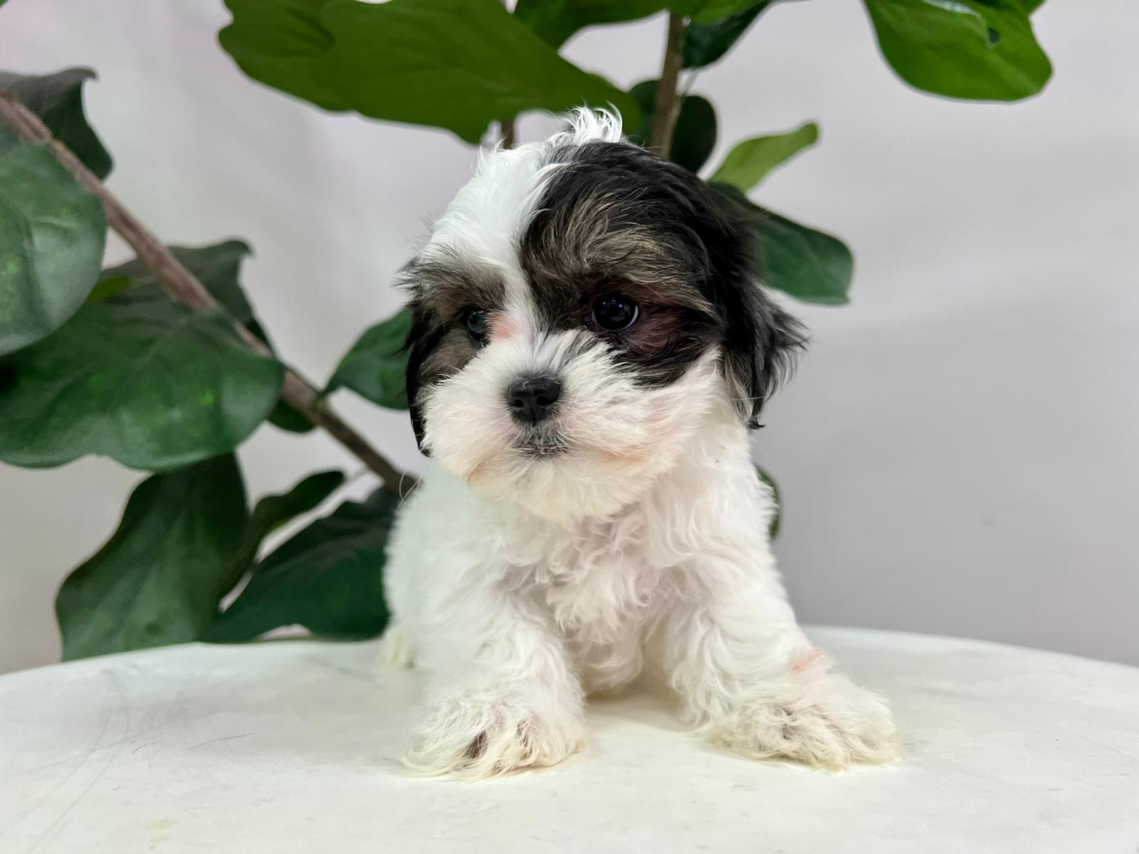 Teddy Bear Puppy for Adoption