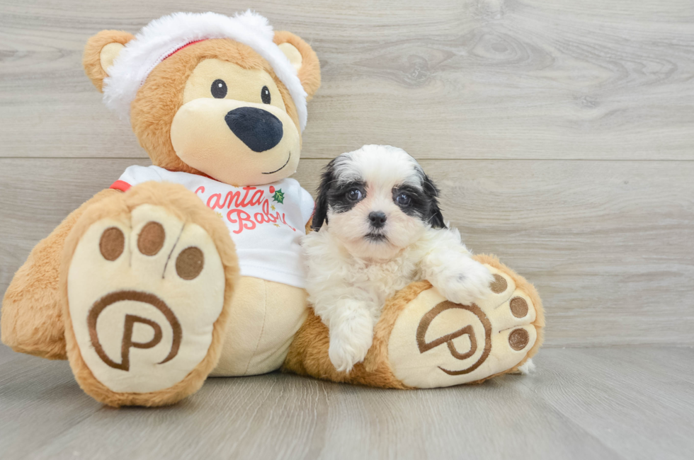 6 week old Teddy Bear Puppy For Sale - Puppy Love PR