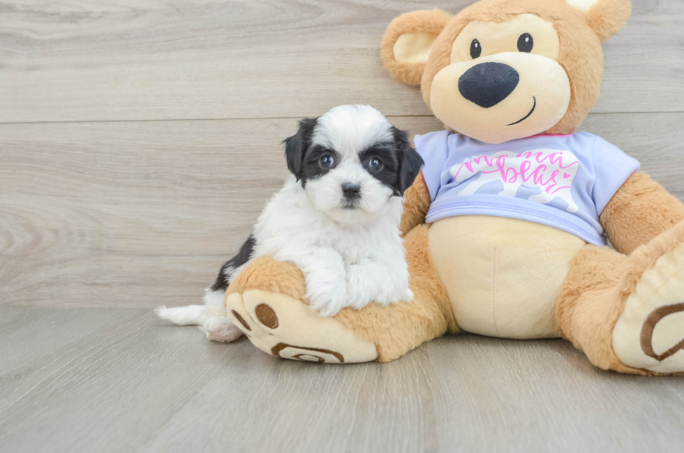 6 week old Teddy Bear Puppy For Sale - Puppy Love PR