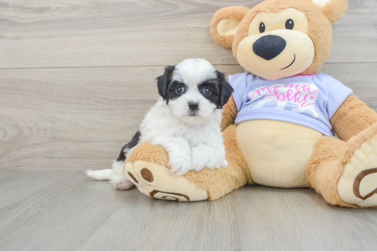 Meet Cyndi - our Teddy Bear Puppy Photo 1/3 - Puppy Love PR Fluffy Teddy Bear Designer Pup
