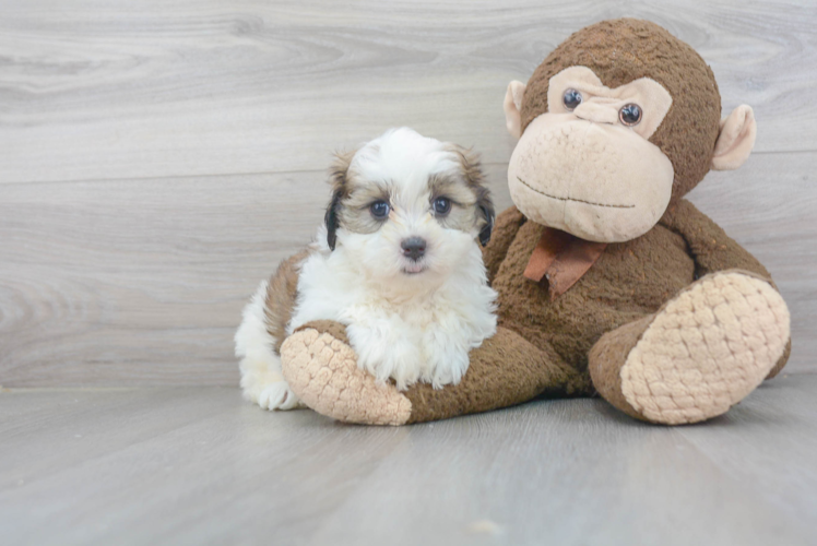 Meet Cyndi - our Teddy Bear Puppy Photo 1/3 - Puppy Love PR Best Teddy Bear Baby